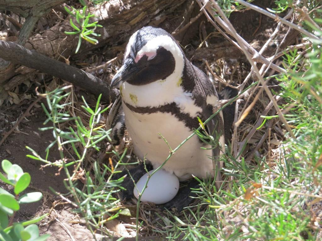 Penguins View Guesthouse Simonʼs Town Extérieur photo